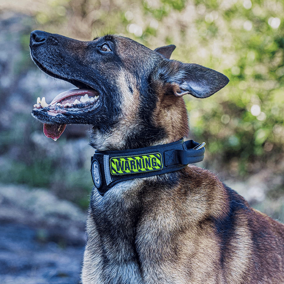 heavy duty dog collars