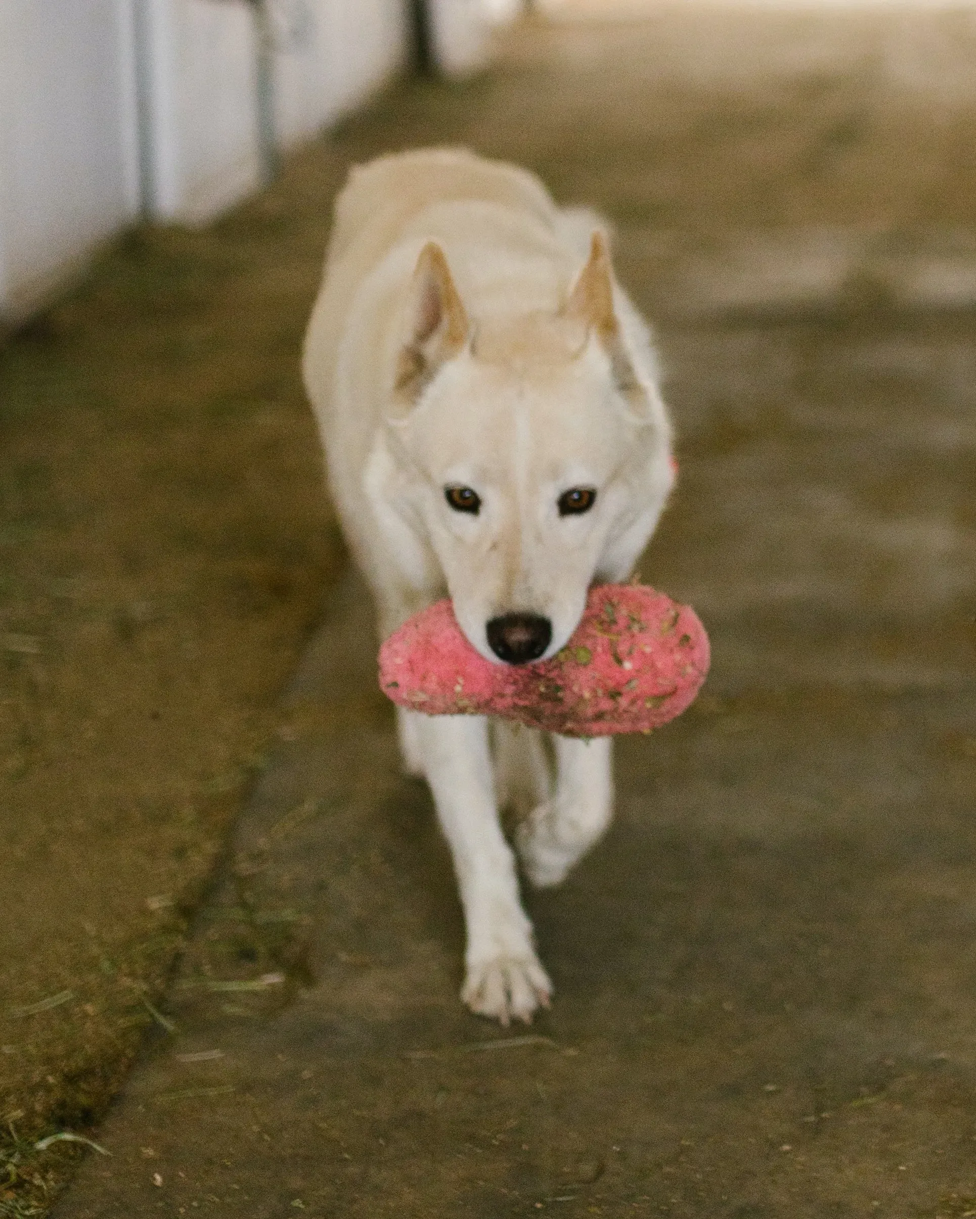 The Top 5 Benefits of Using a Bite Pillow for Your Dog's Training
