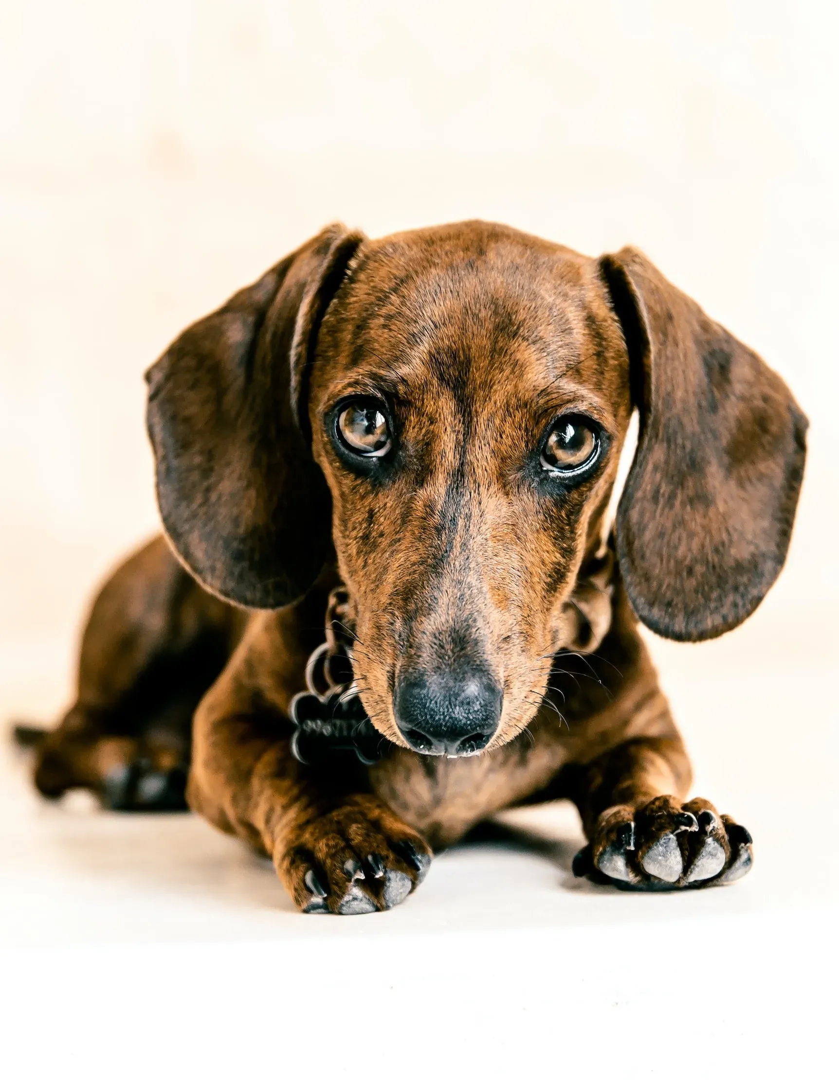 What is The Best Dog Bowl for Dachshund?