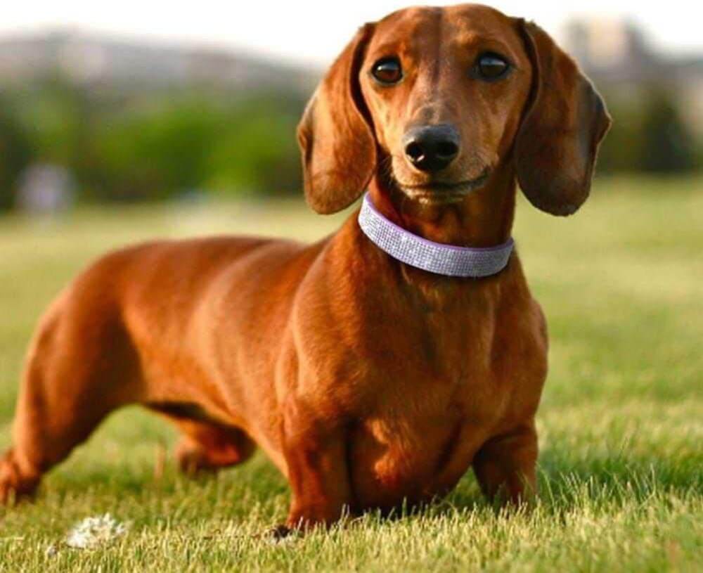 beaded dog collar