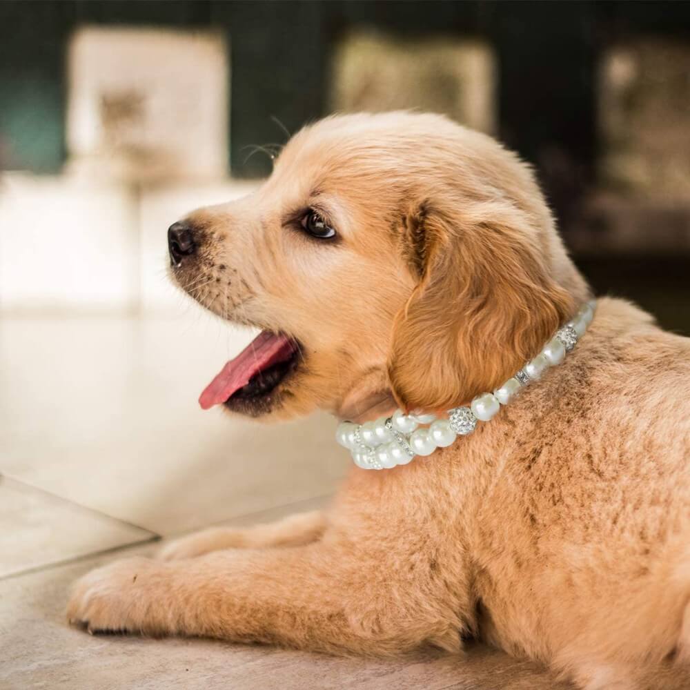 beaded dog collar