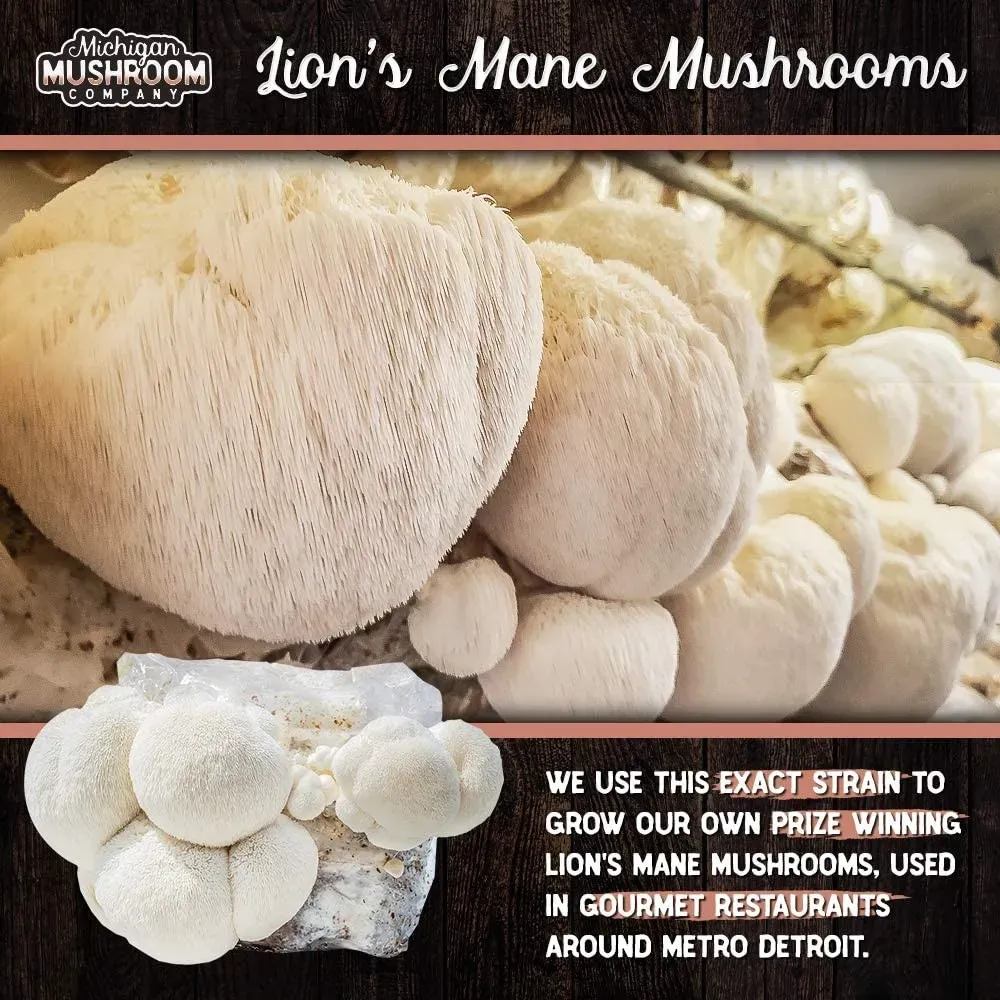 lion's mane mushroom grow kit