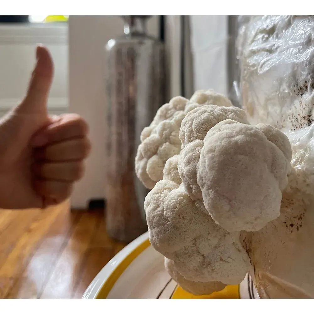 lion's mane mushroom grow kit