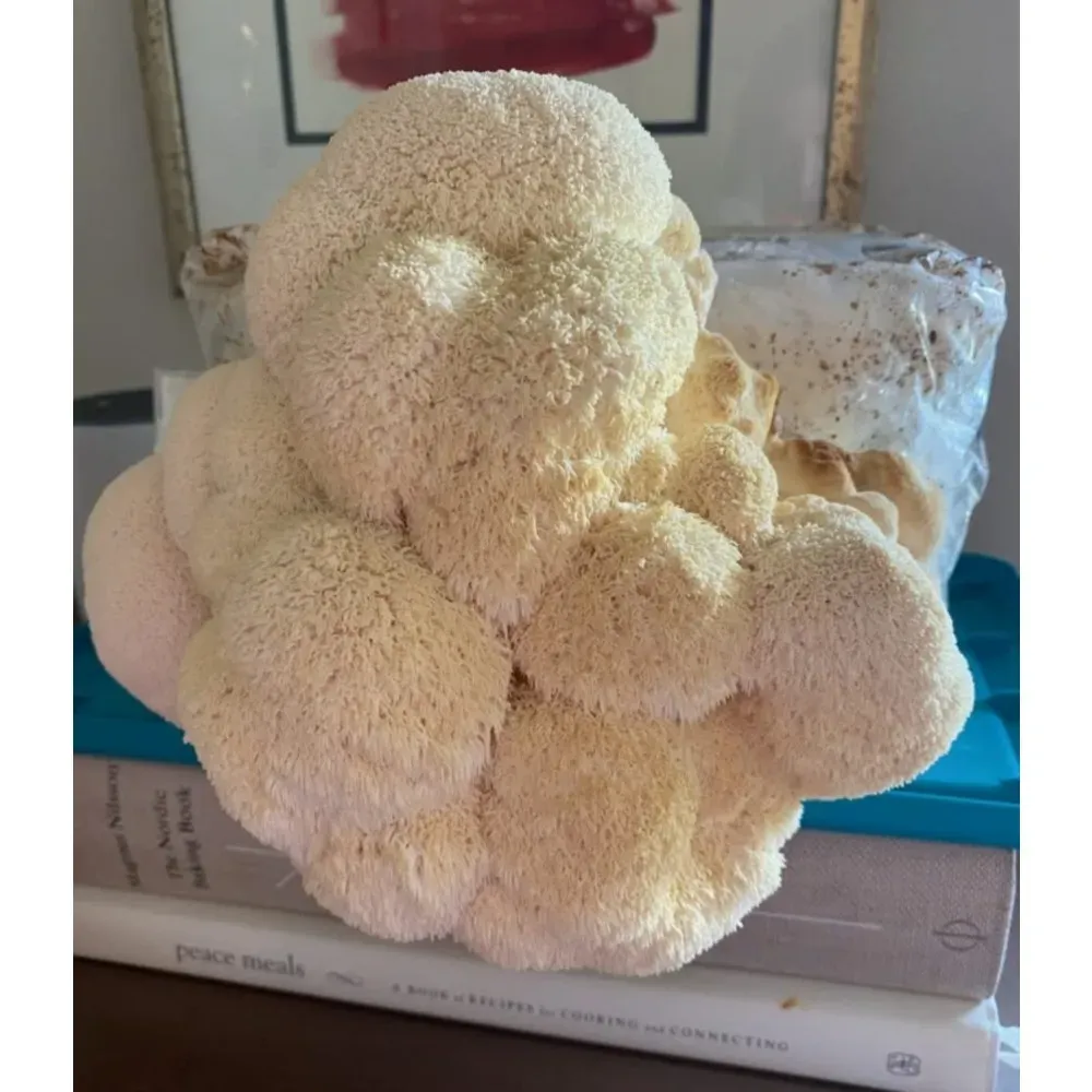 lion's mane mushroom grow kit