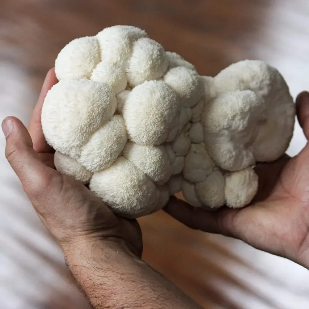 lion's mane mushroom grow kit