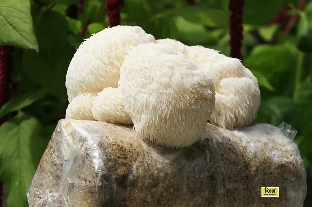 lion's mane mushroom grow kit