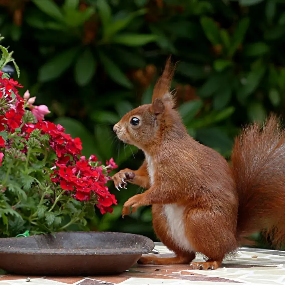 ultrasonic squirrel repeller