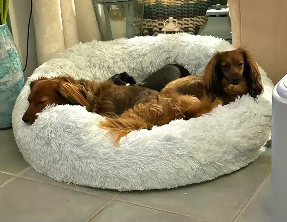 donut dog bed