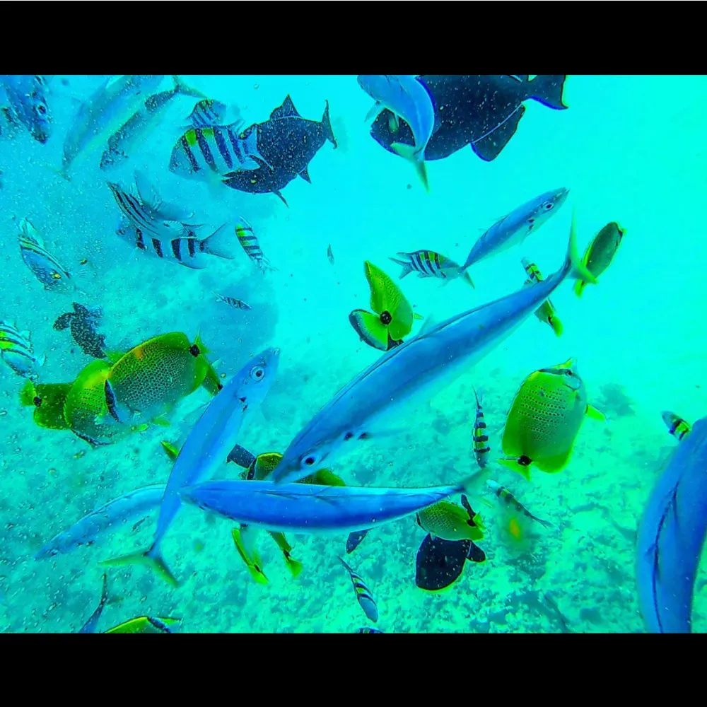 Underwater camera for snorkeling webp