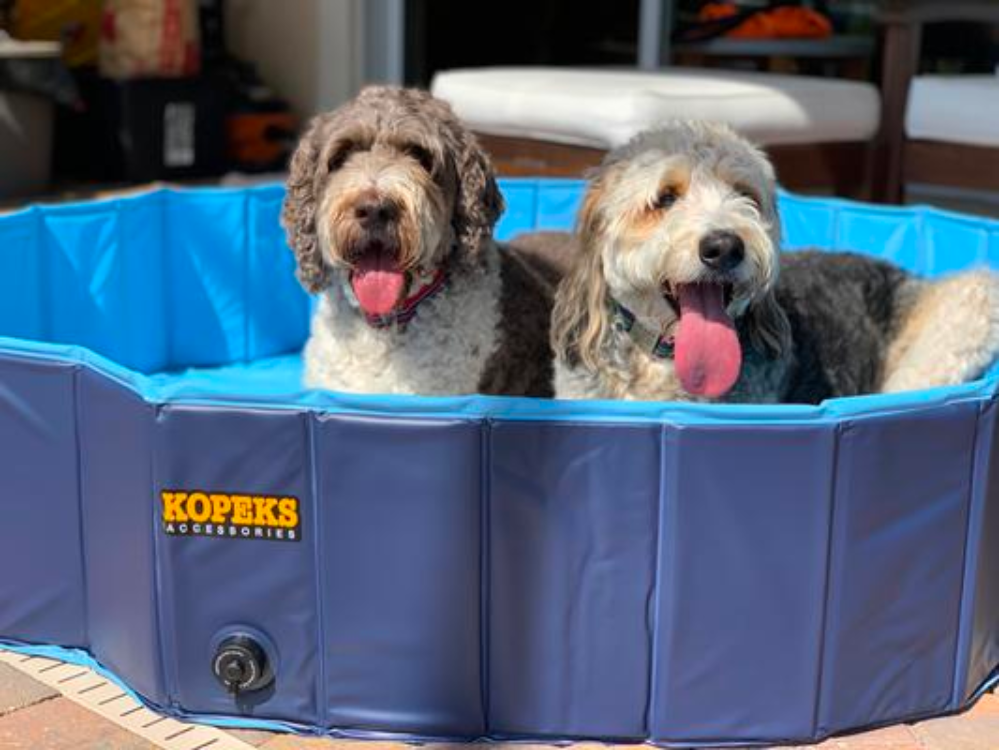 Dog Swimming Pool