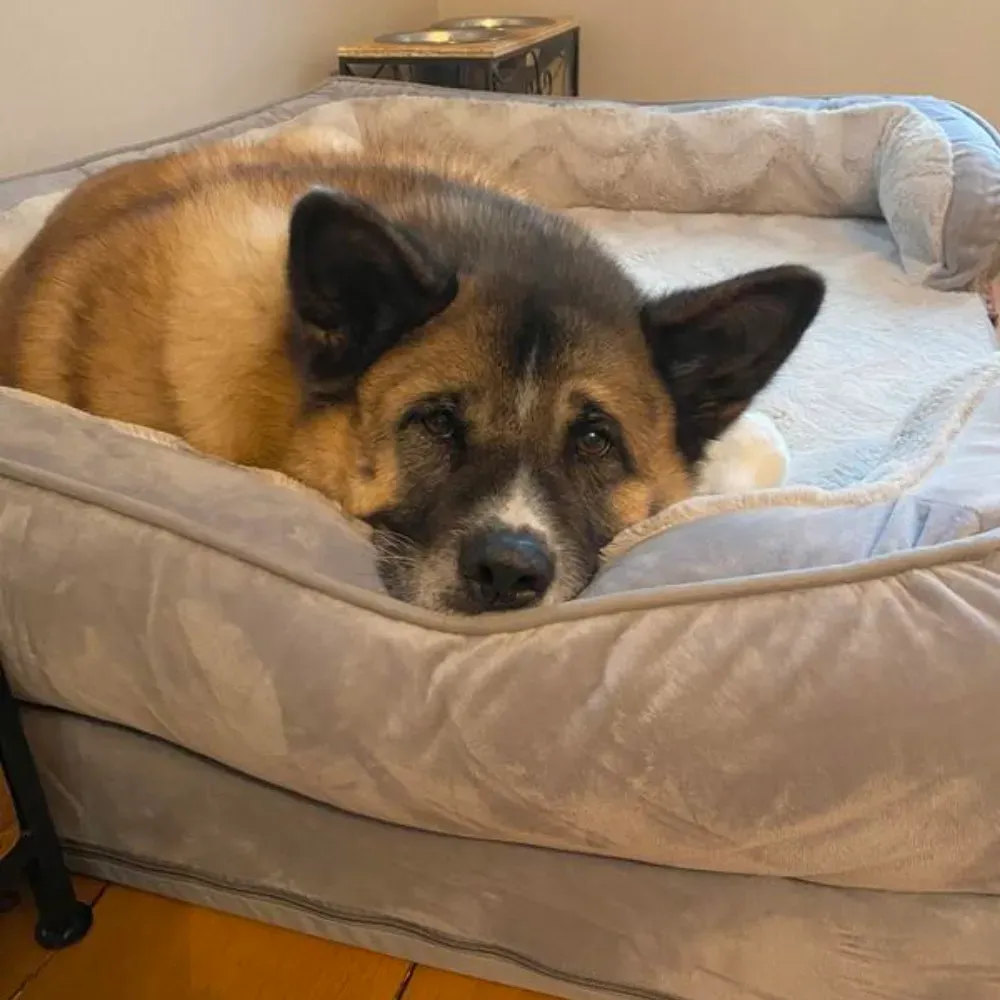 Modern Dog Bed