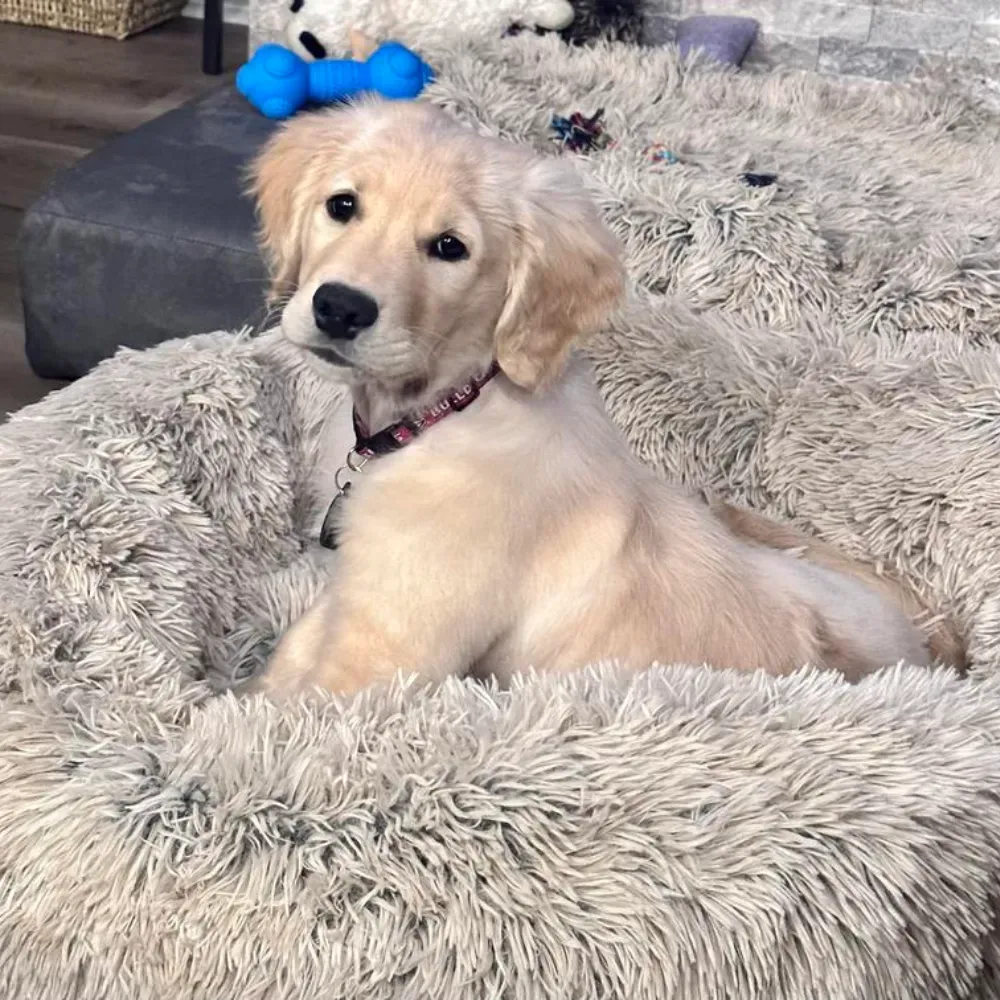 donut dog bed