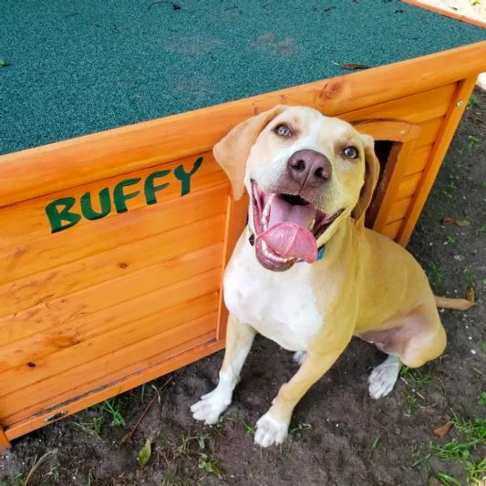 Modern Dog House