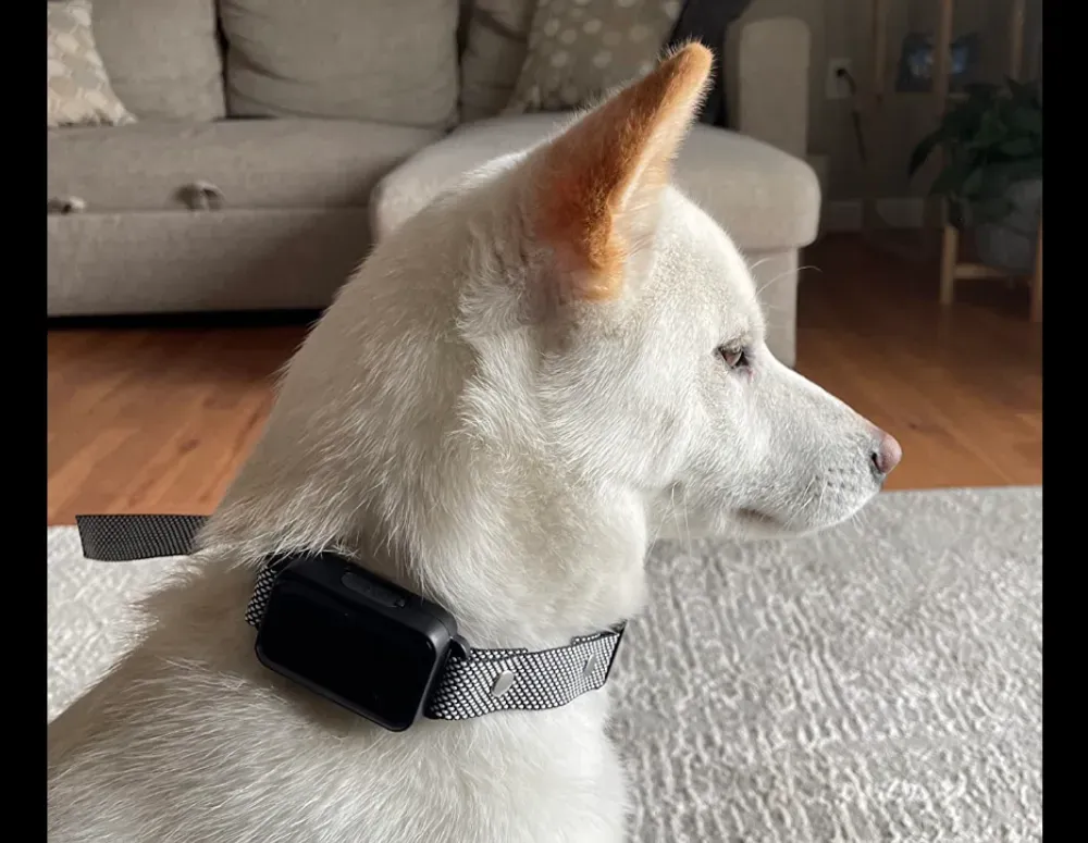 best bark collar for small dogs