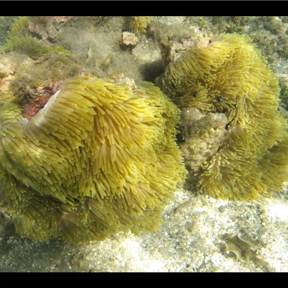 Underwater camera for snorkeling webp
