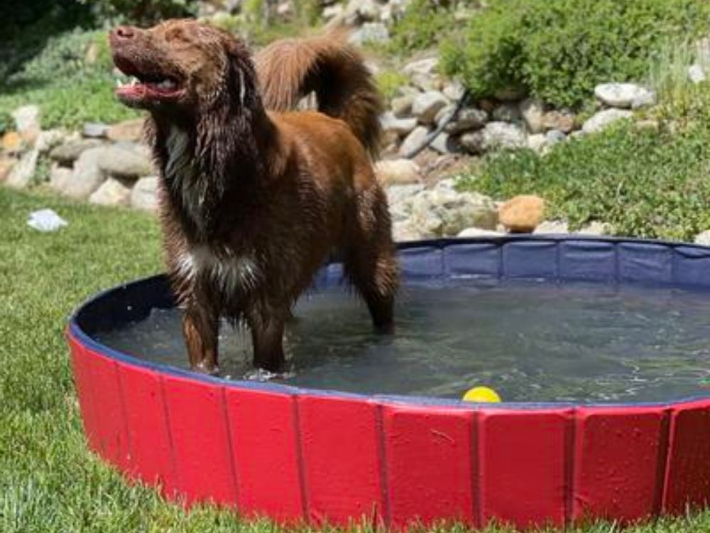 Dog Swimming Pool