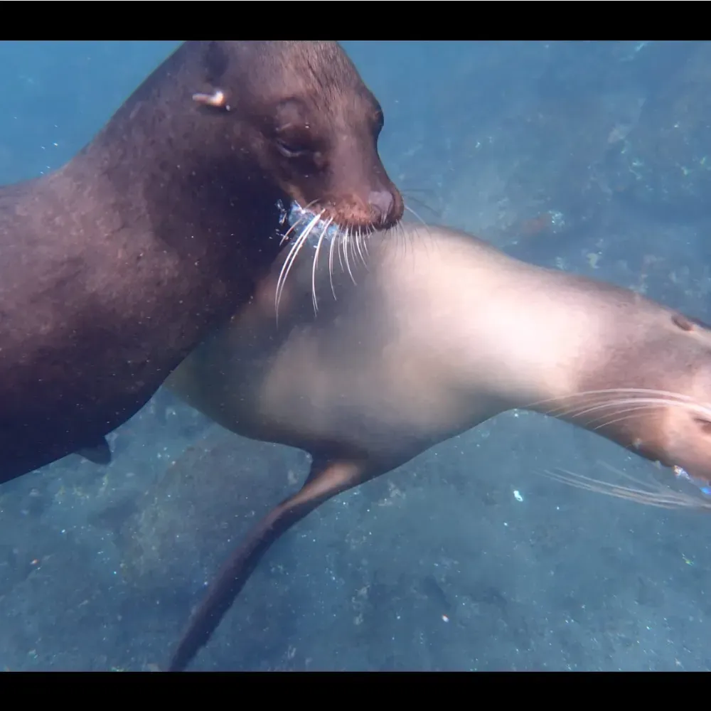 Underwater camera for snorkeling webp