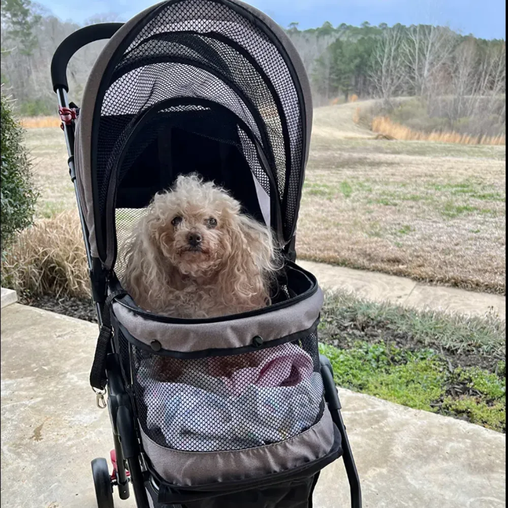 Wagon For A Dog