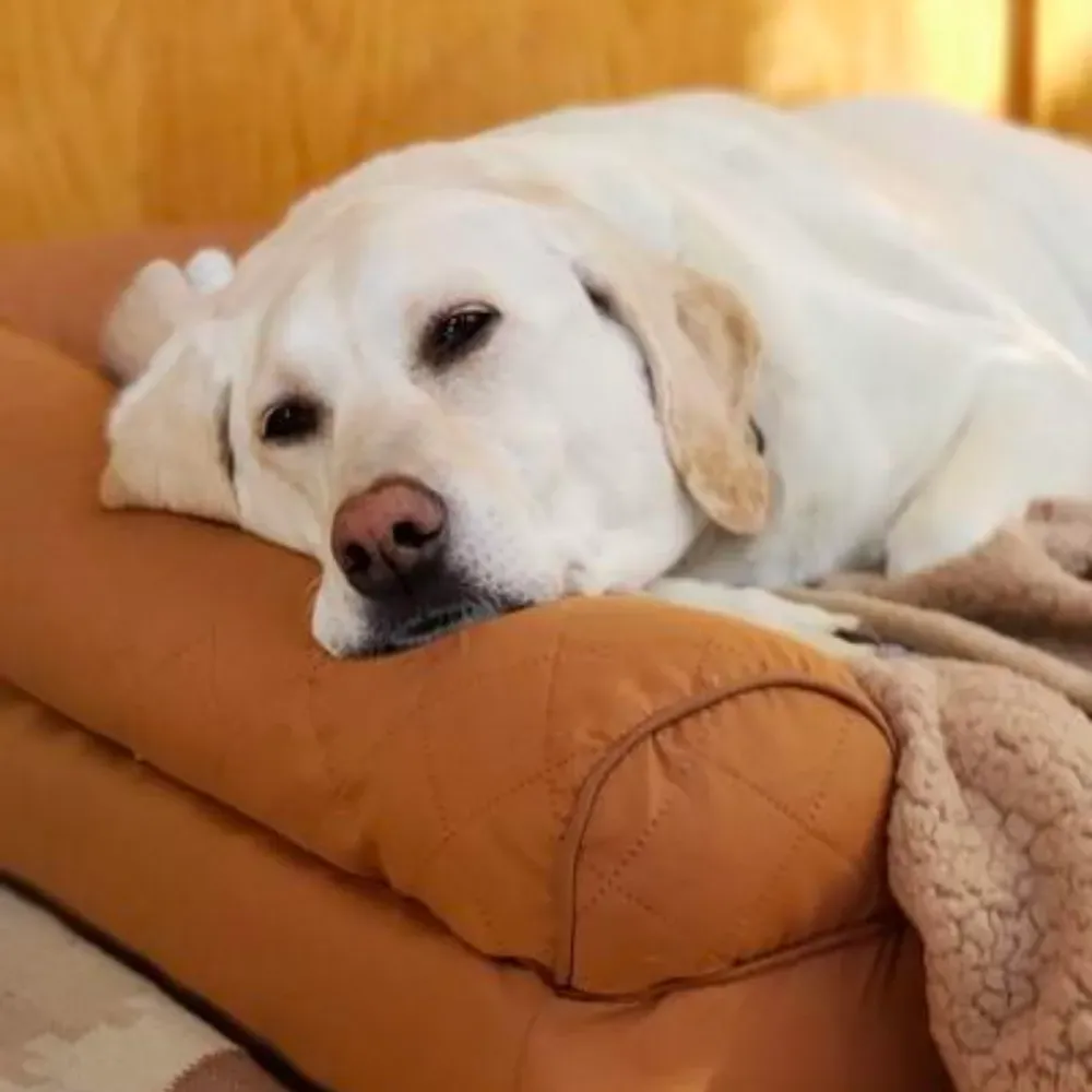Modern Dog Bed
