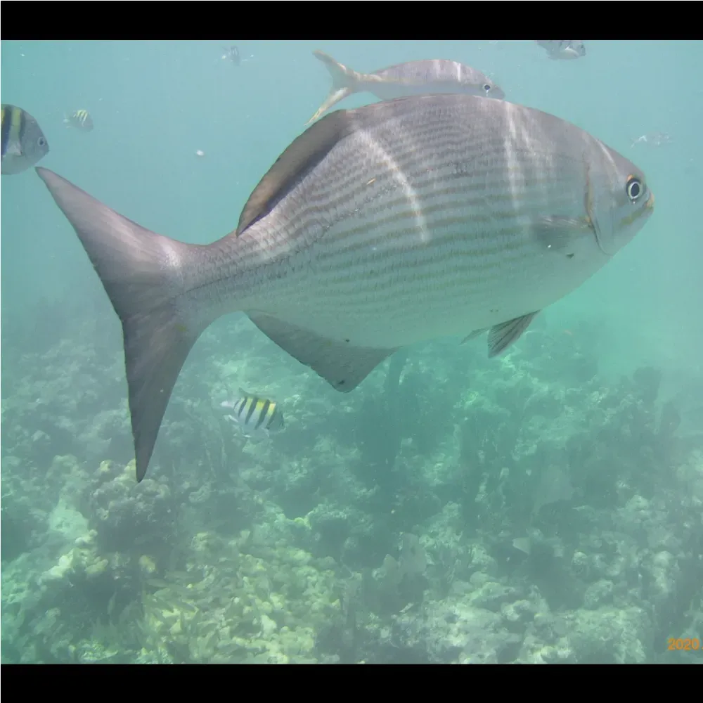 Underwater camera for snorkeling webp