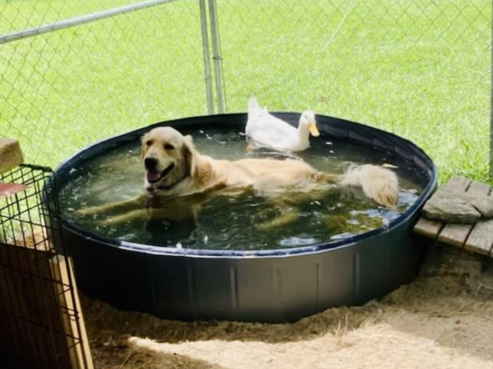 5 best dog swimming pool