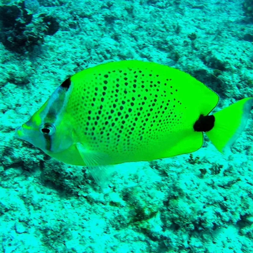 Underwater camera for snorkeling webp