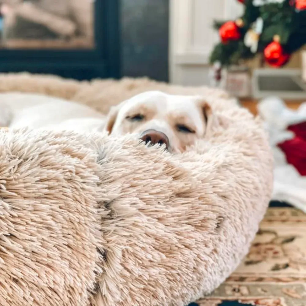 donut dog bed