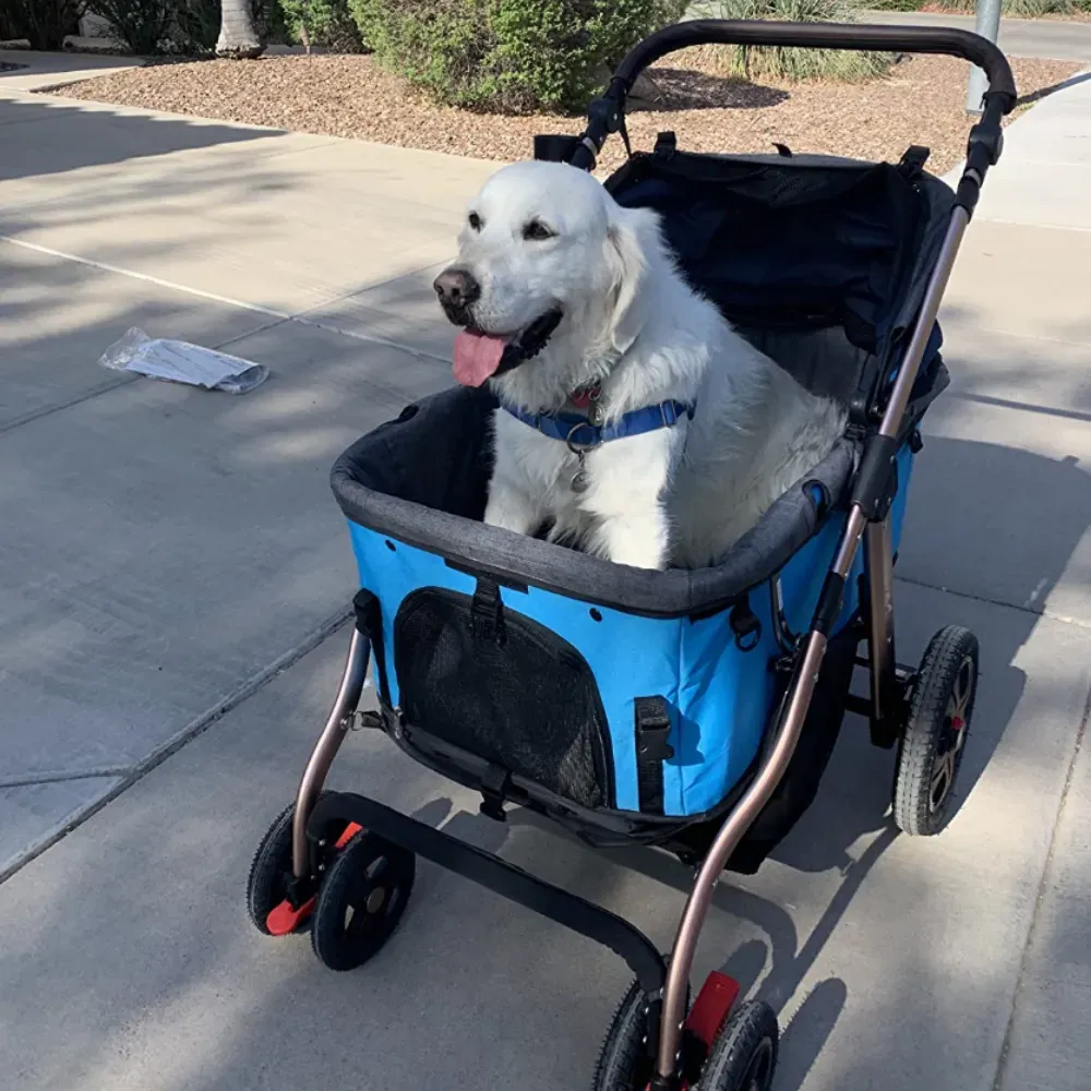 double dog stroller