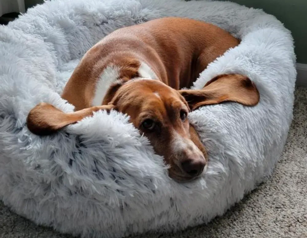 donut dog bed