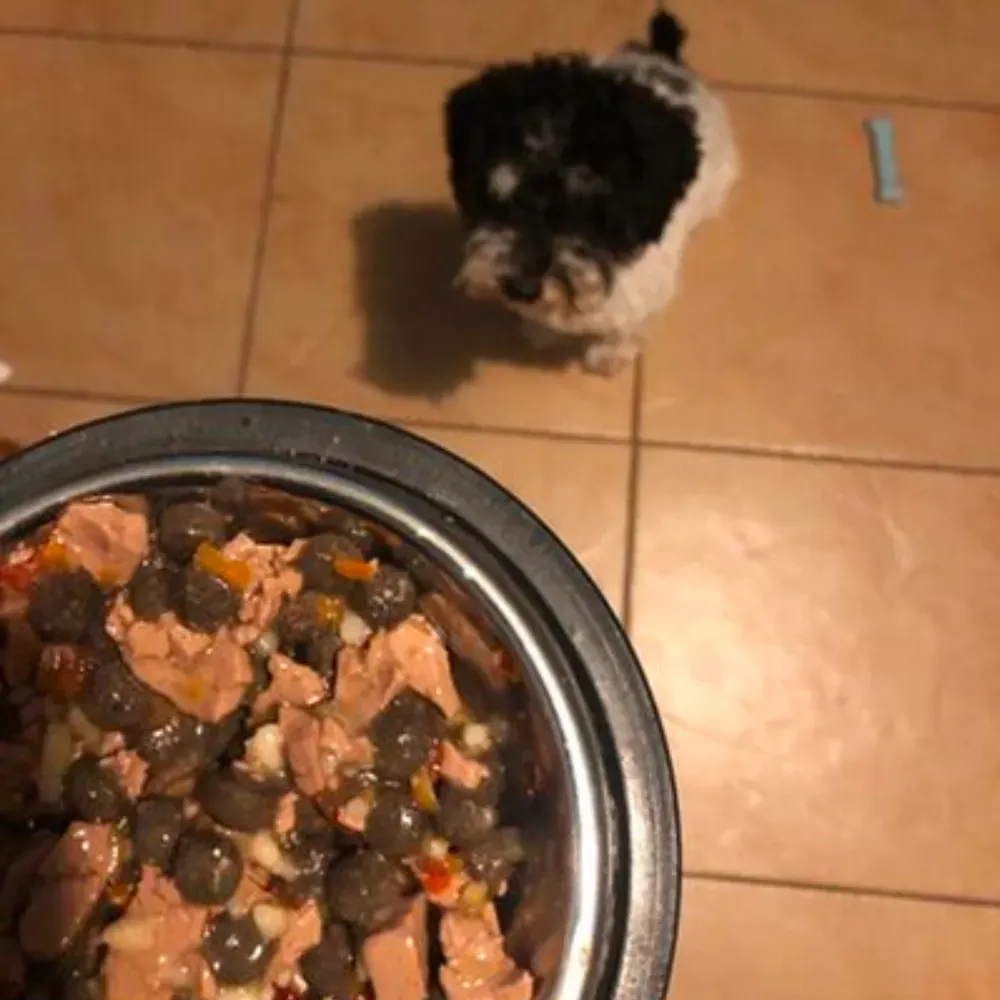 Lamb Dog Food