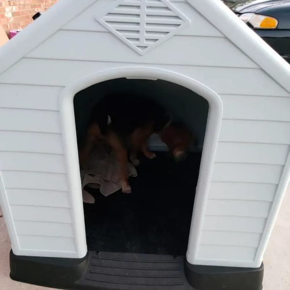 Modern Dog House