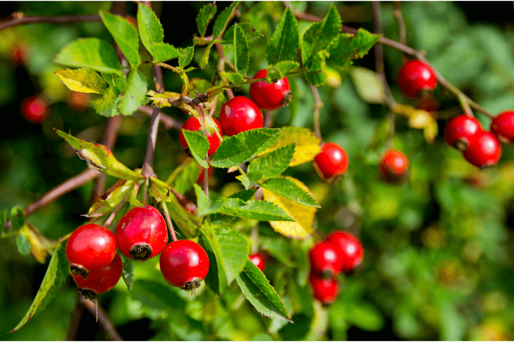 rosehip oil for hair