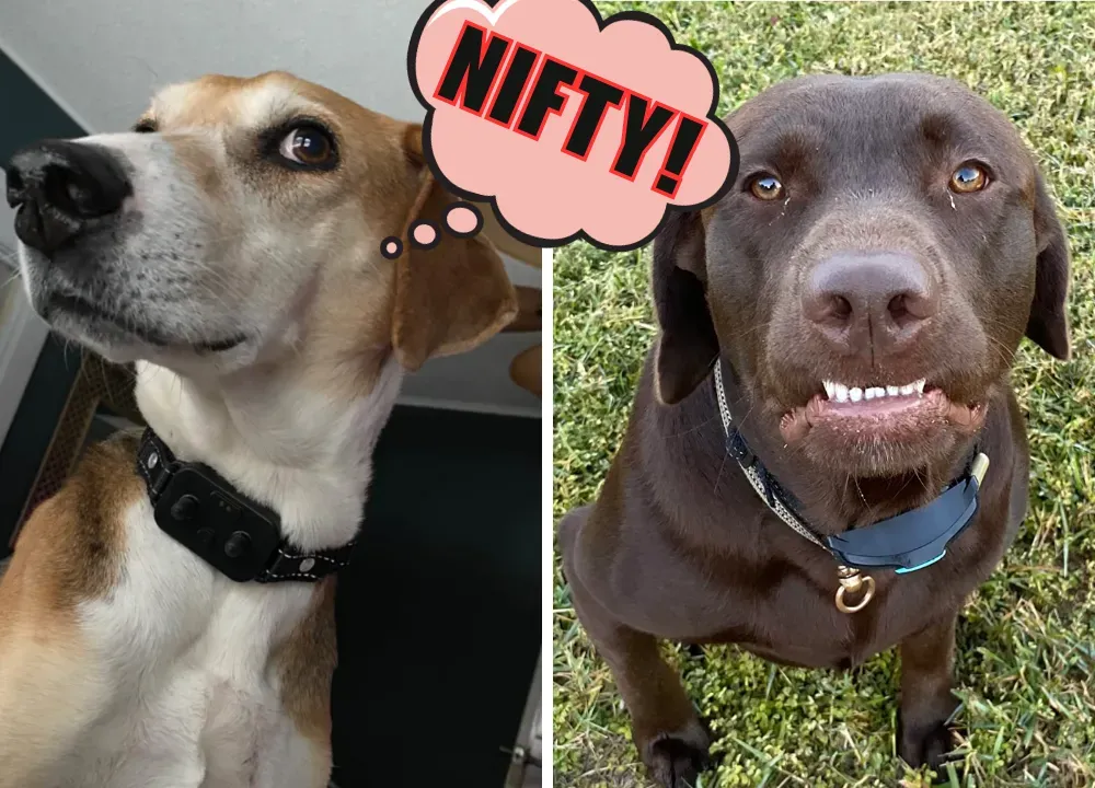 Top 5 Best Bark Collars For Large Dogs Putting an End to Unwanted Barking