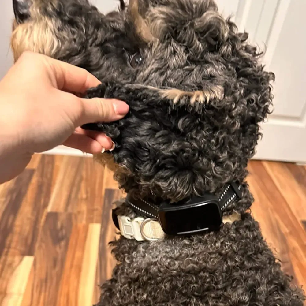 best bark collar for large dogs