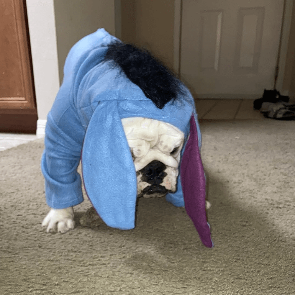 Eeyore Dog Costume