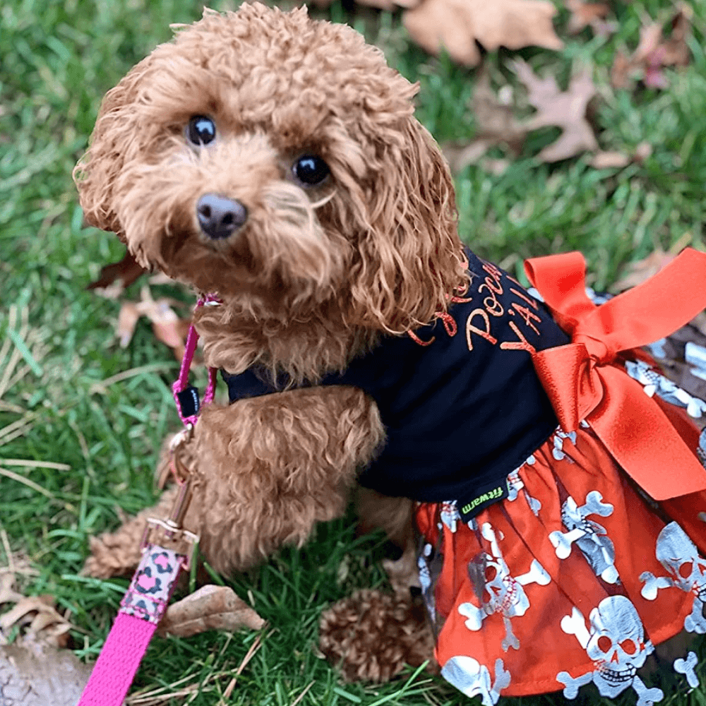 Hocus Pocus Dog Costume