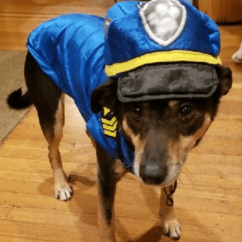 Paw Patrol Dog Costume