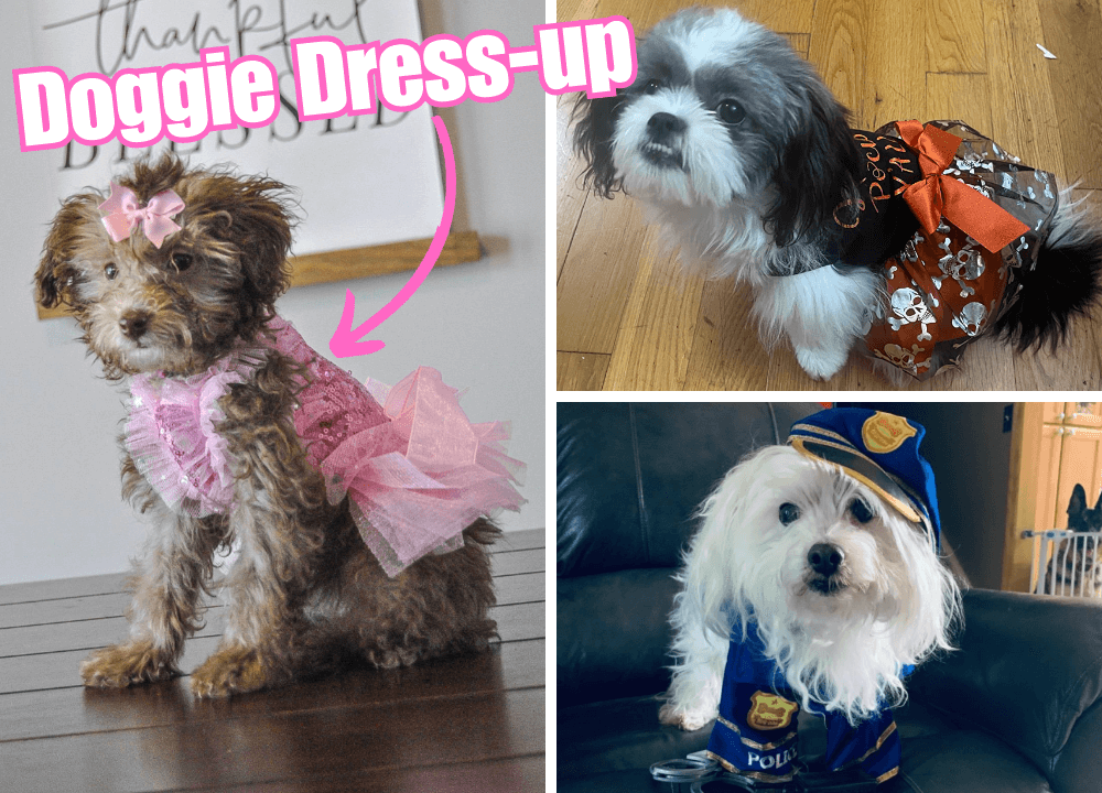 8 Adorable Dog Costumes That'll Have Your Pup Looking Pawsome!