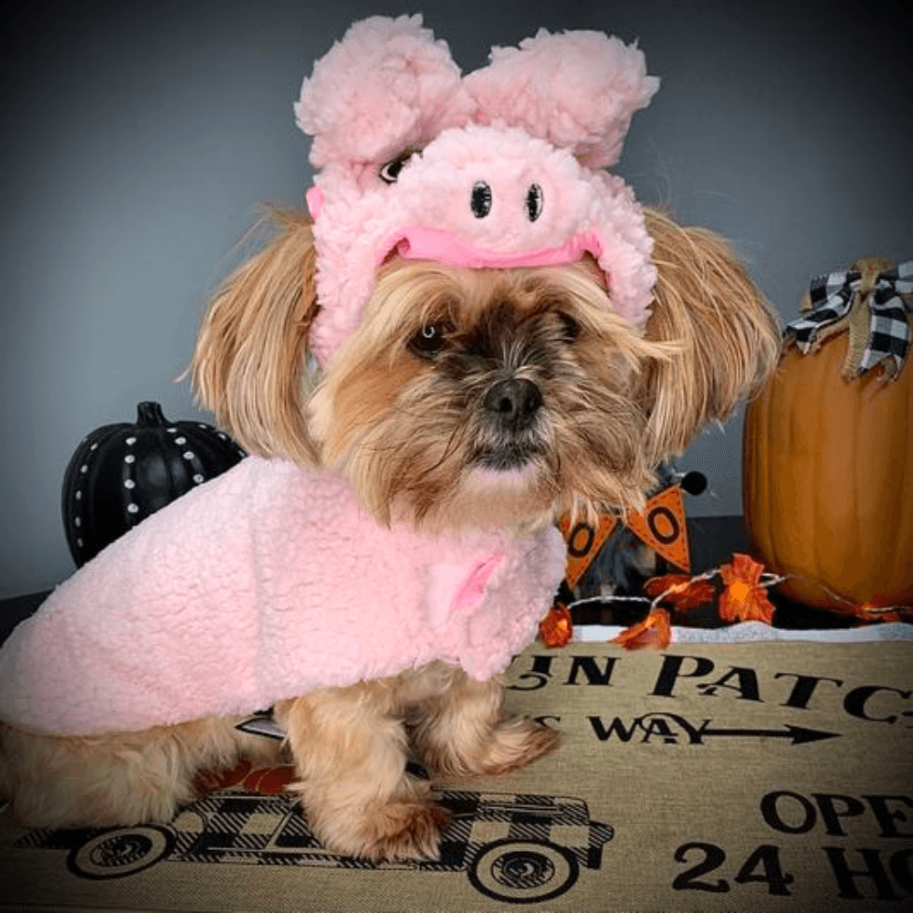 cute dog costumes