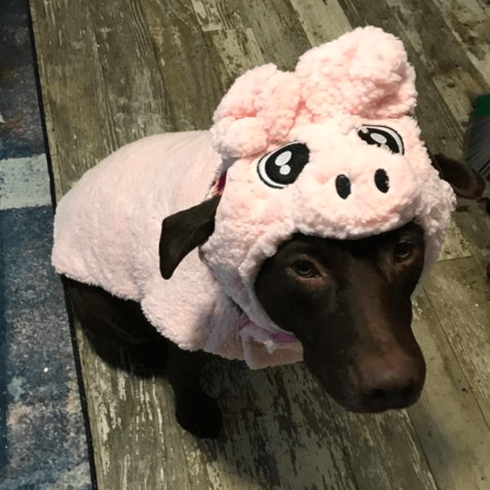 Dog Pig Costume