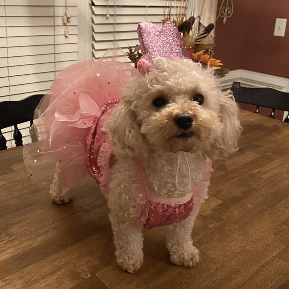 Dog Princess Costume