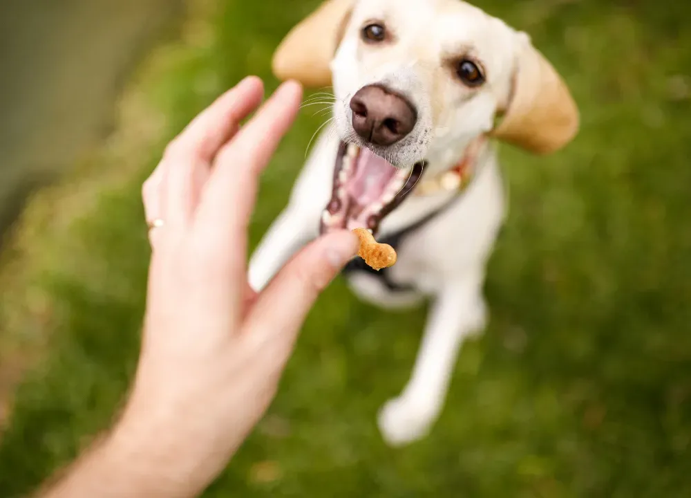 diabetic dog treats