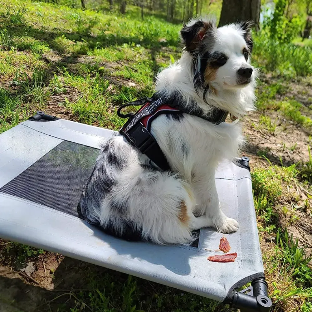 dog camping tent