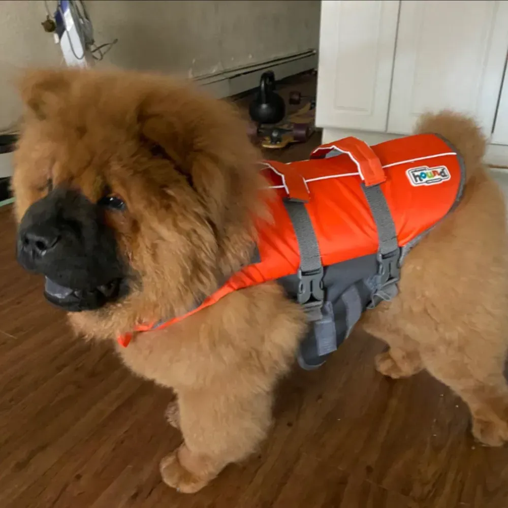 dog camping gear