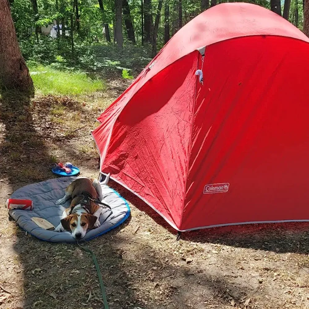 dog camping gear