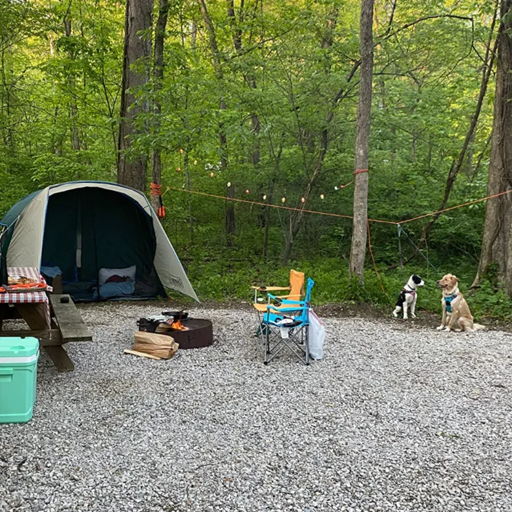 dog camping gear