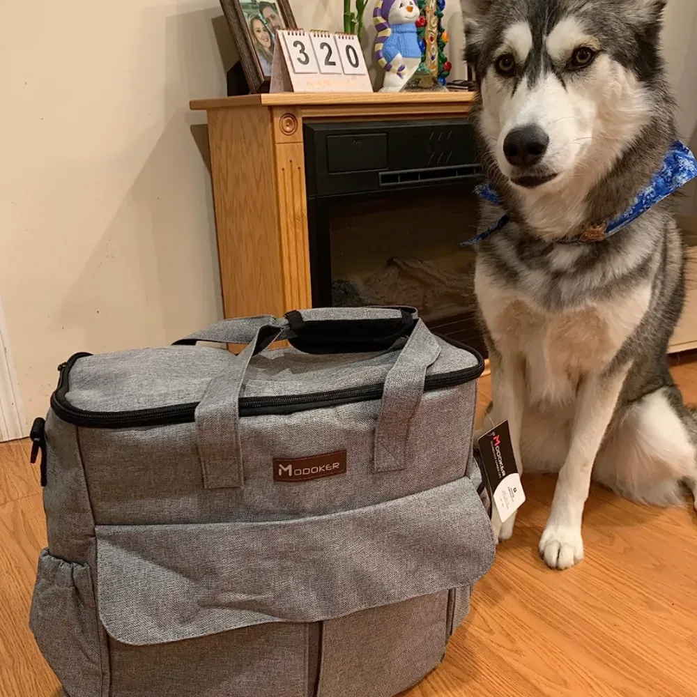 dog camping gear