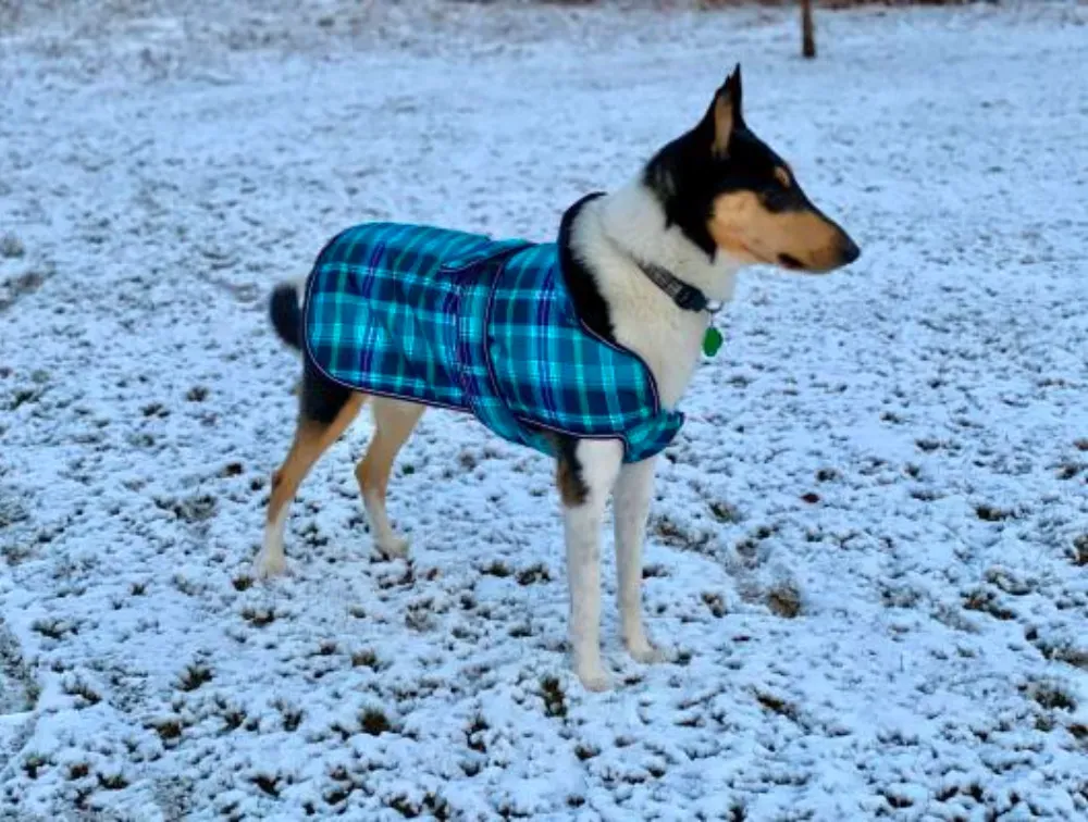 dog snowsuit