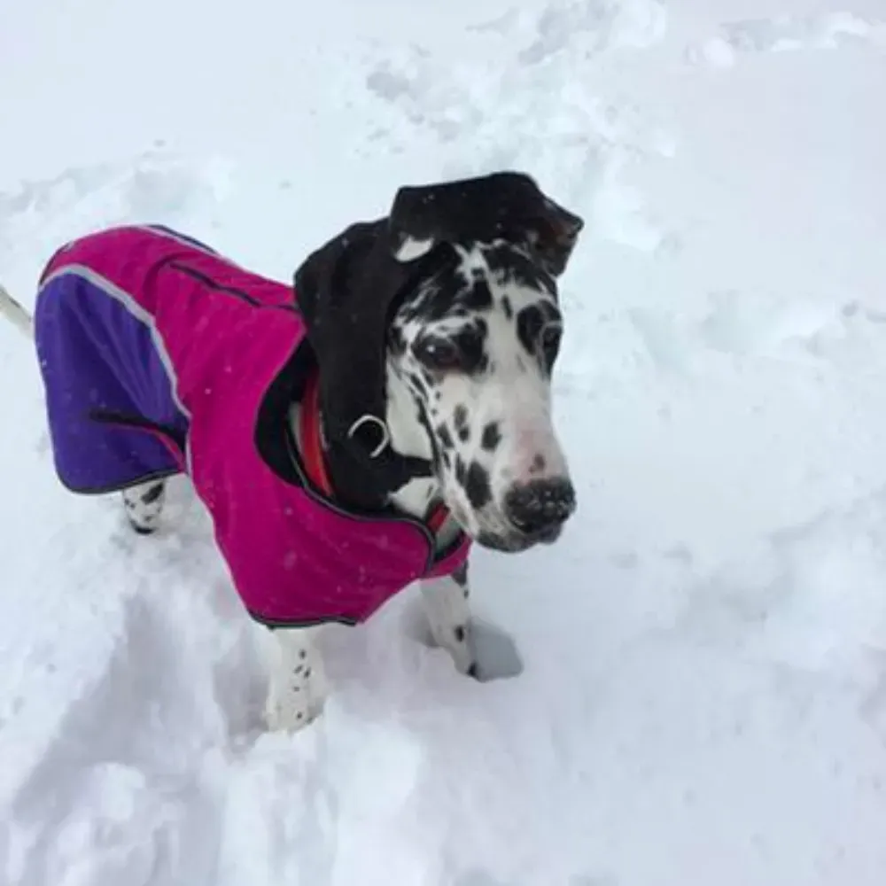 dog snowsuit