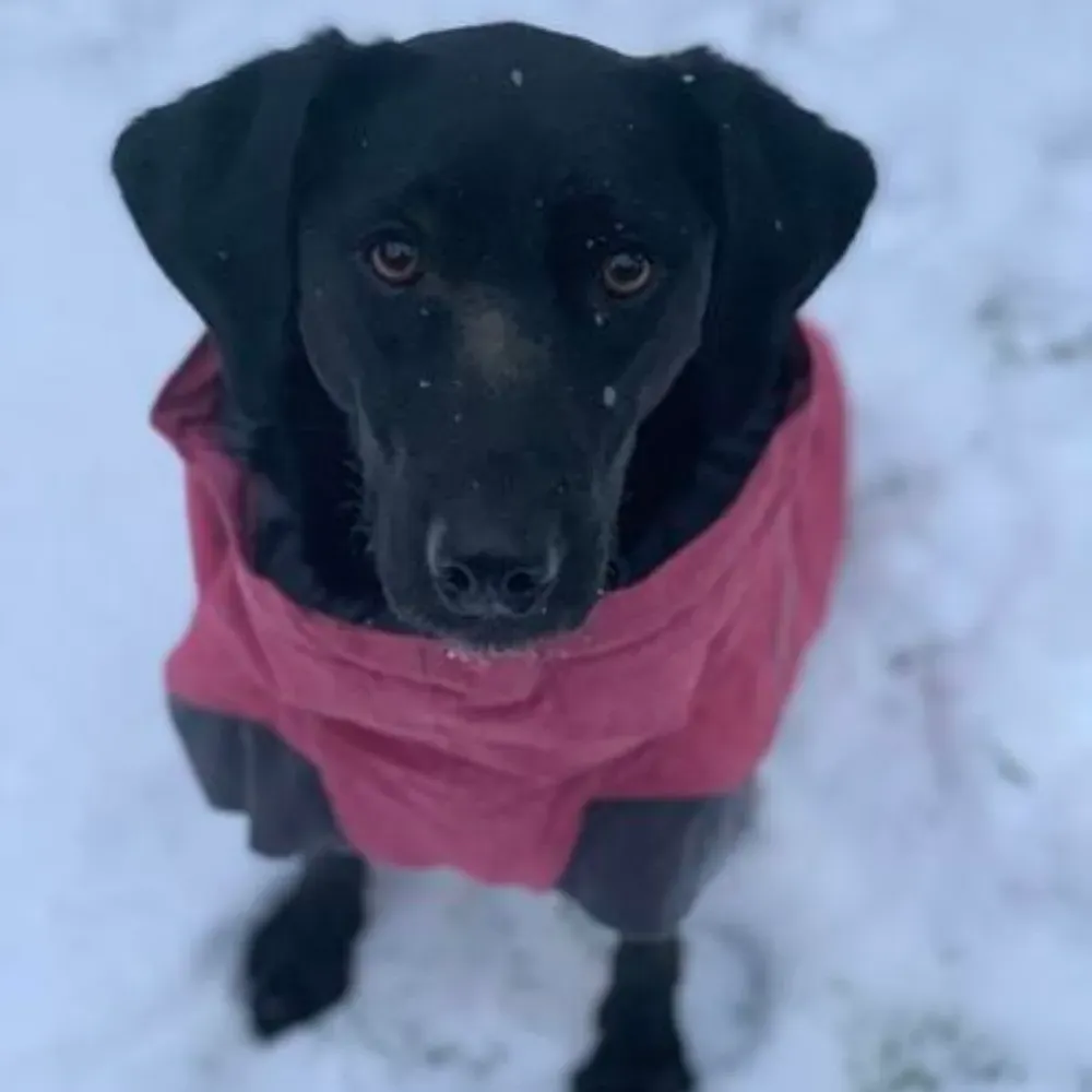 dog snowsuit